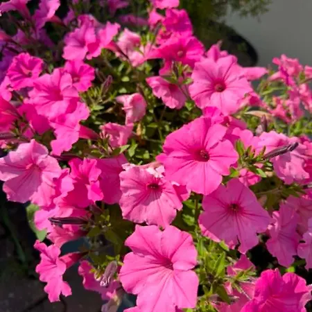 Pomerania U Oliwii Guest house Rewal