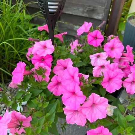 Guest house Pomerania U Oliwii 3*